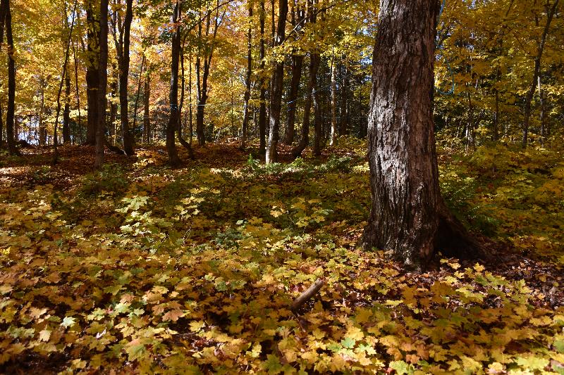 Une forêt en automne