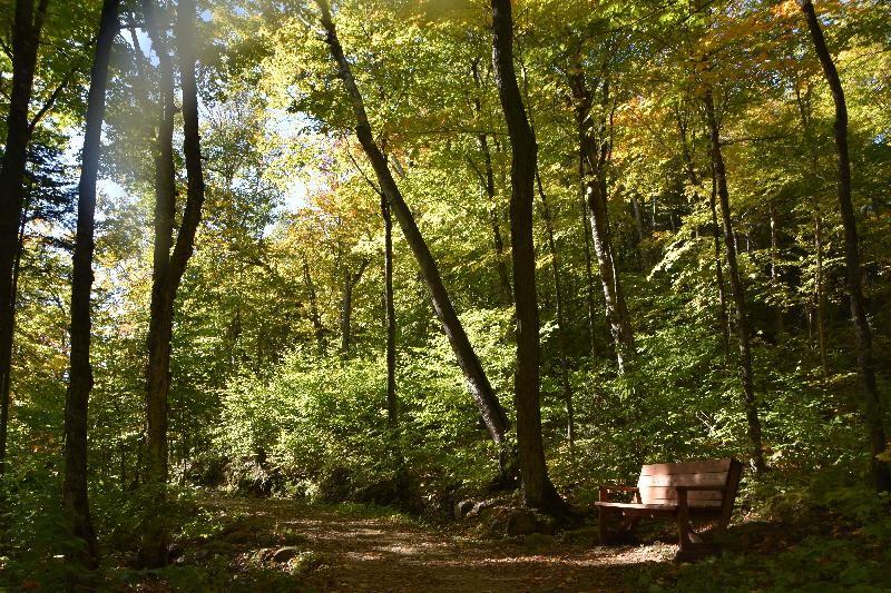 Un sentier en forêt en automne