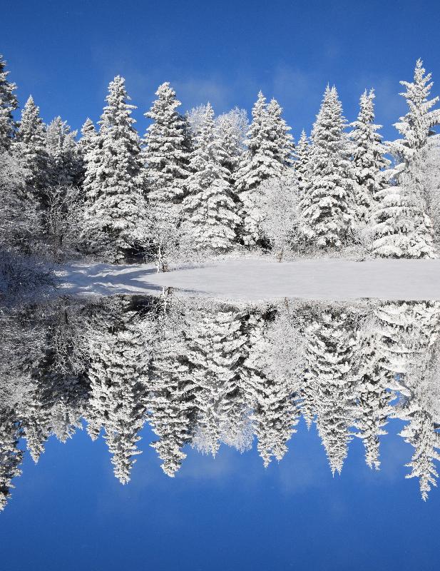 Une forêt enneigée après la tempête