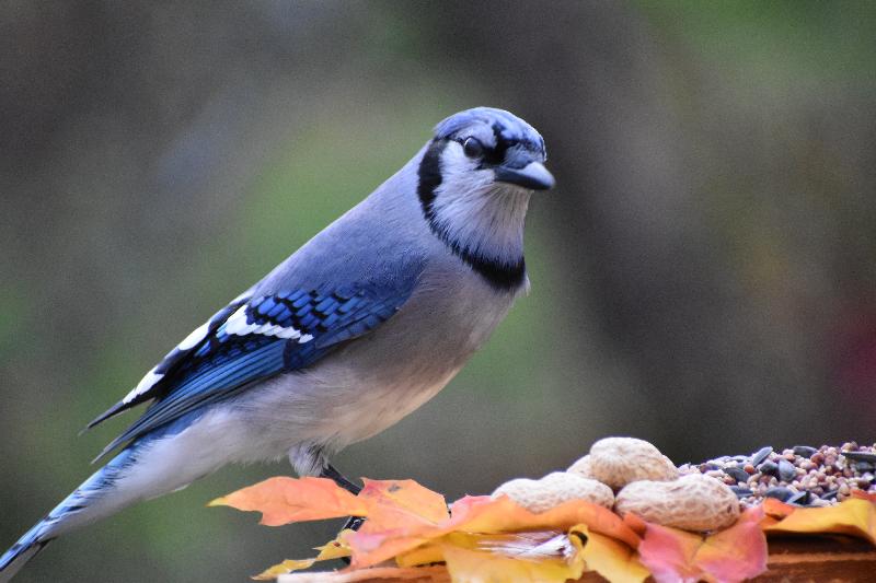 Un geai bleu à la mangeoire en automne