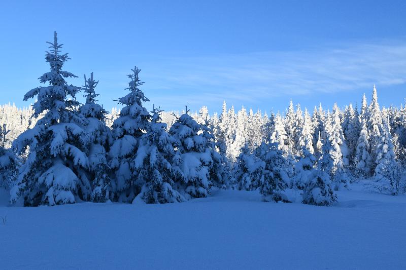 Une forêt enneigée après la tempête