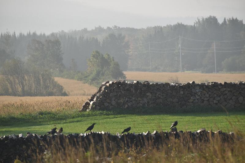 Des champs un matin d'automne