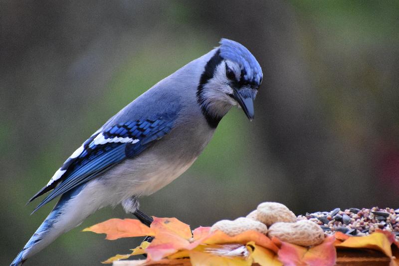 Un geai bleu à la mangeoire en automne