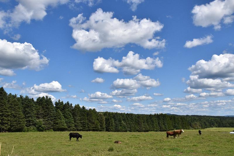 Une ferme en été