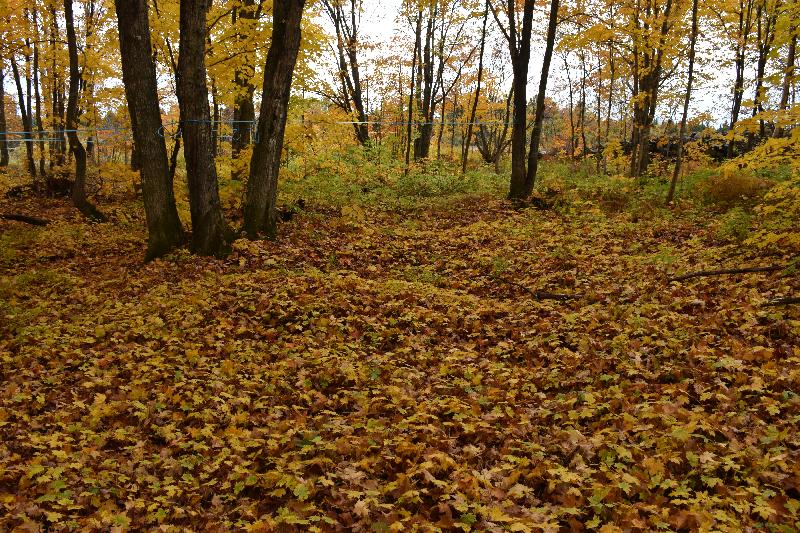 Une érablière en automne