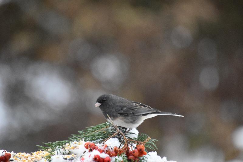 Un junco à la mangeoire du jardin