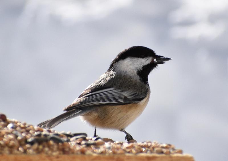 Un mésange à la mangeoire