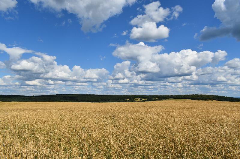 Un champ de blé en été