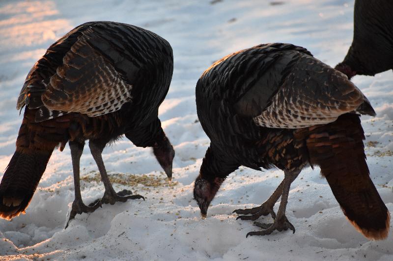 Des dindons sauvages en hiver