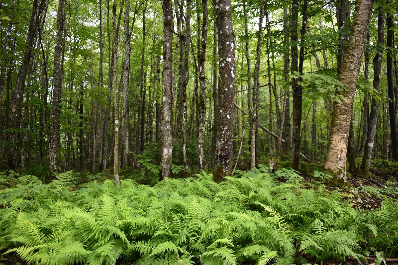 Une forêt en été