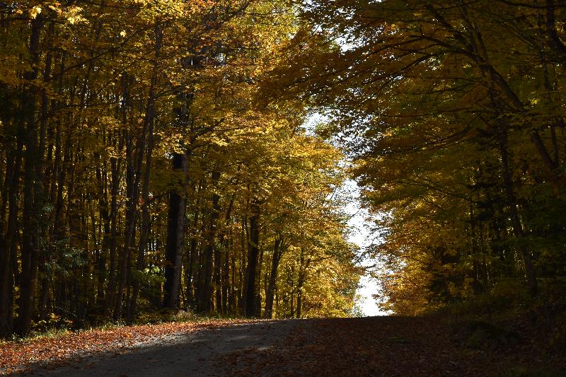 Une route de campagne en automne