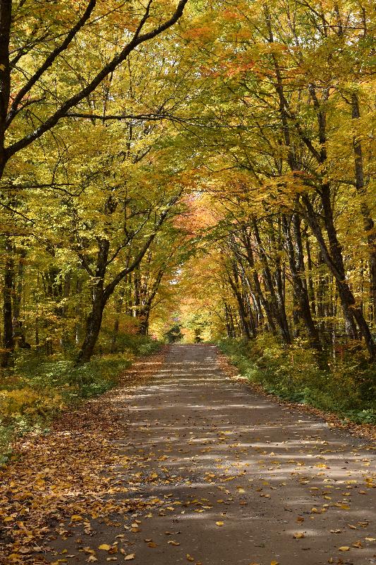 Une route de campagne en automne