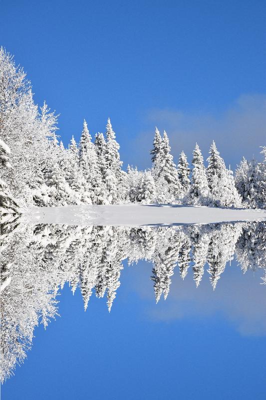 Une forêt givrée après la tempête