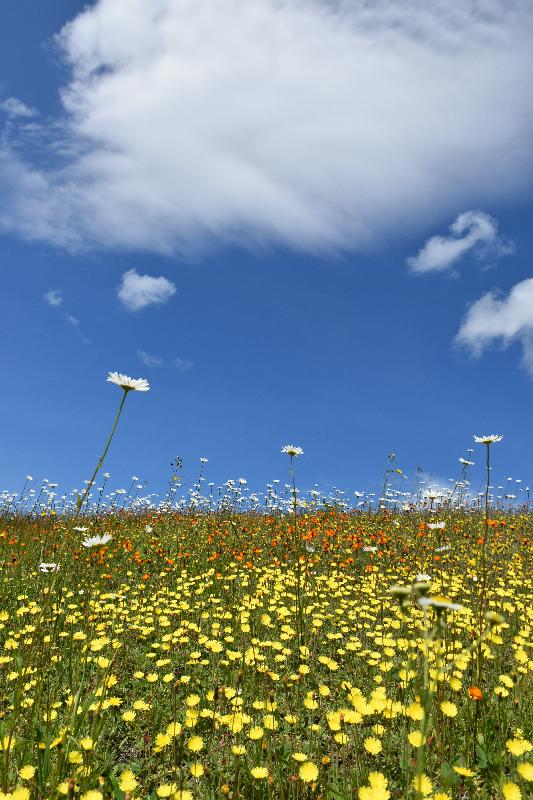 Un champ de fleurs sauvages sous un ciel bleu