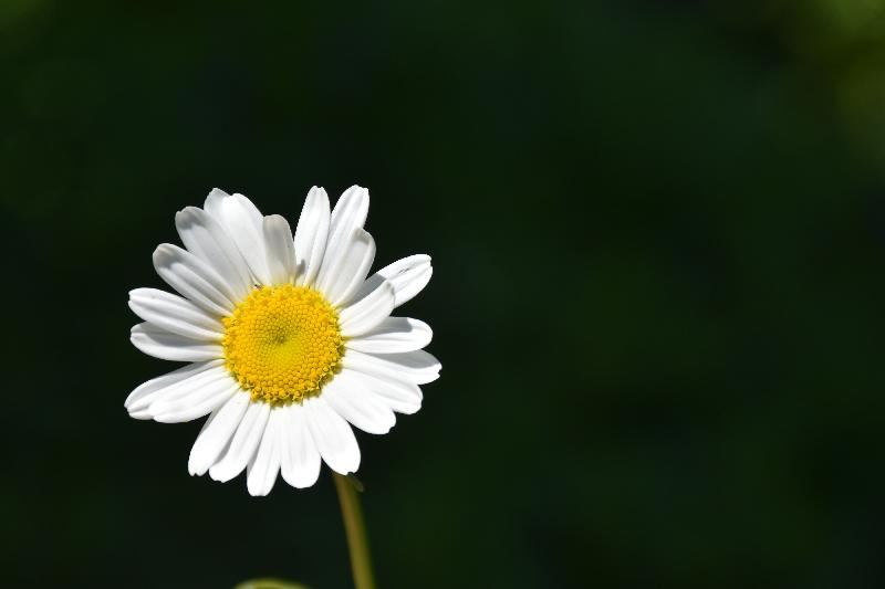 Une marguerite au jardin