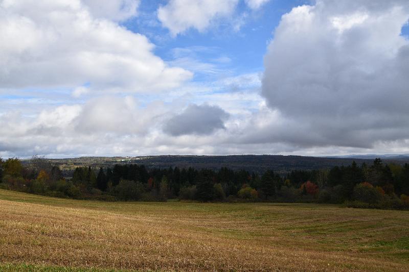 Un champ d'avoine en automne