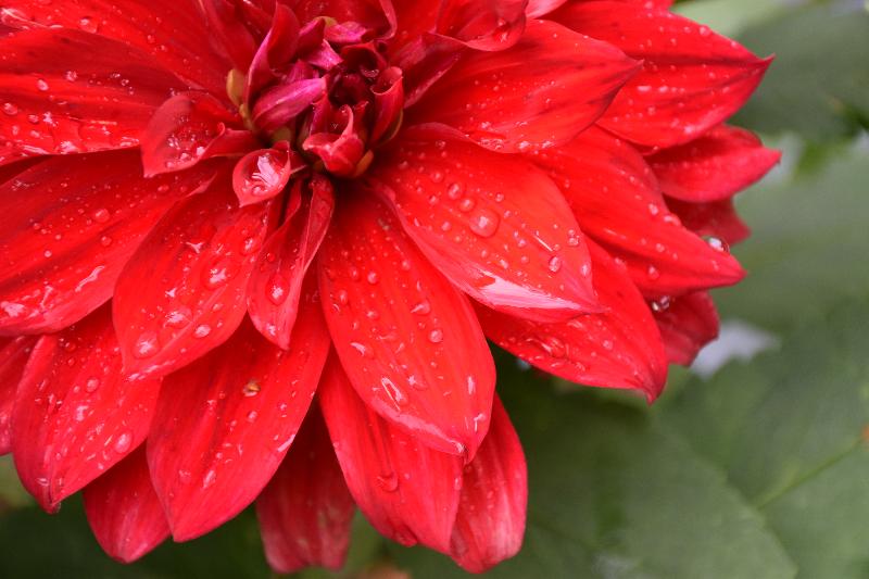 Une fleur au jardin après la pluie