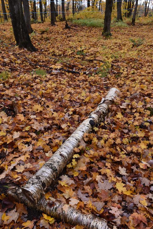 Une érablière en automne