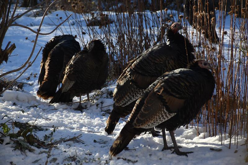 Des dindons sauvages en hiver