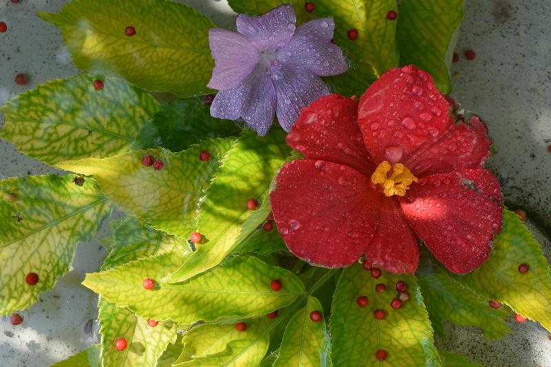 Des fleurs du jardin