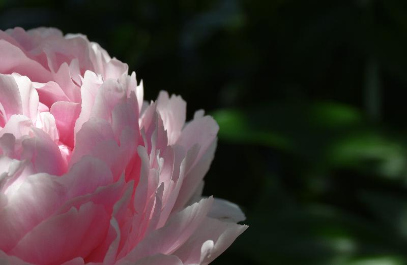 Une pivoine en fleur au jardin