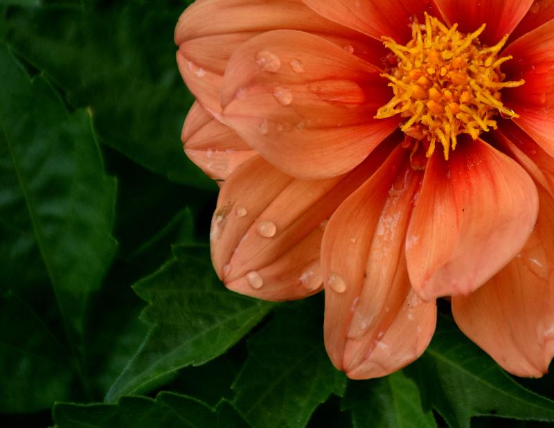 Une fleur au jardin