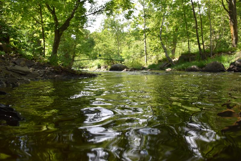 Le ruisseau du parc en été