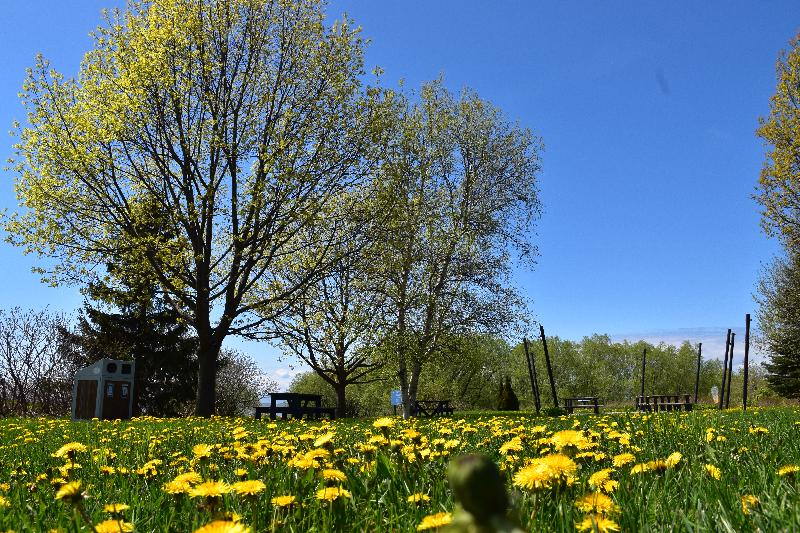 Des fleurs au parc au printemps