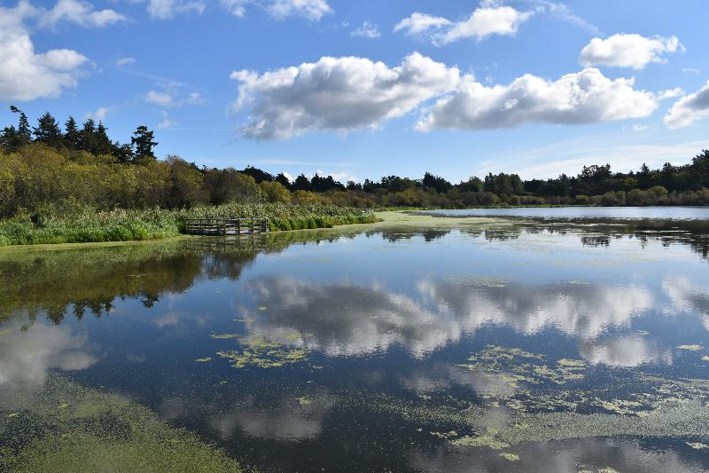 Reflet sur l'étang en été