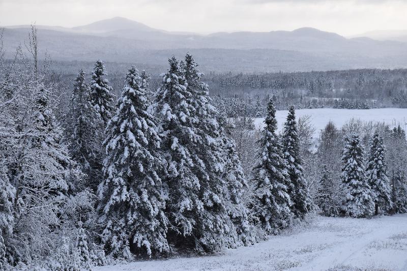 Une forêt enneigée en hiver