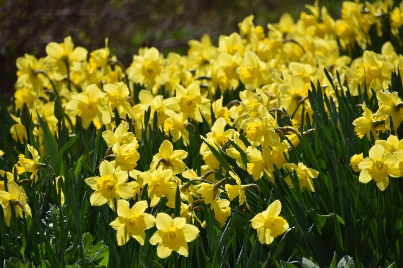 Des jonquilles en fleur au jardin