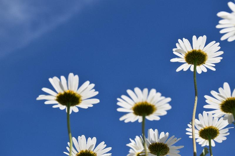 Des marguerites en fleur sous un ciel bleu