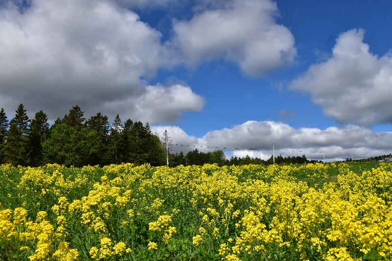 Un champ de fleurs sauvages au printemps