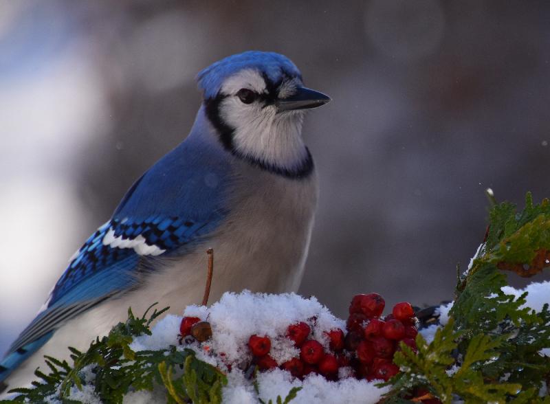 Un geai bleu en hiver