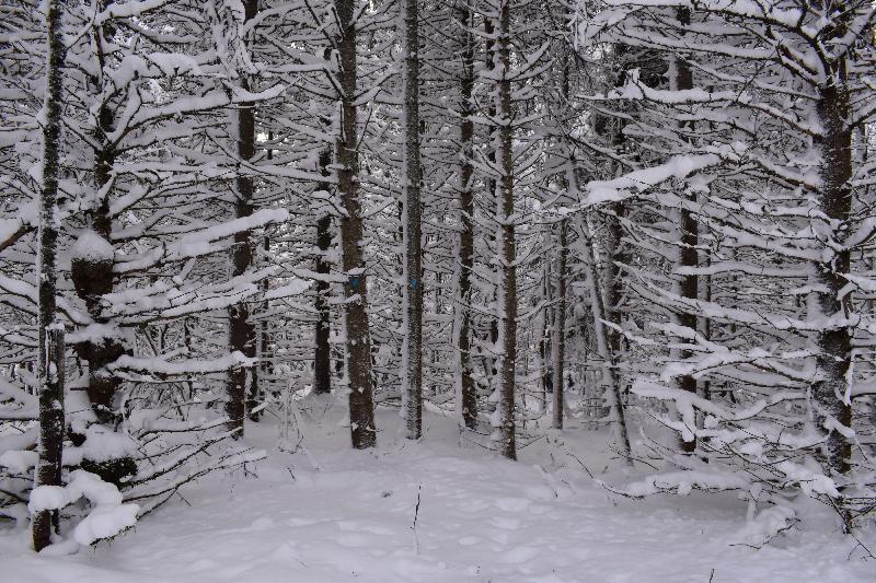 Une forêt de résineux en hiver