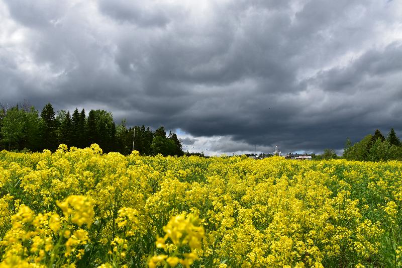 Un champ en fleur sous un ciel orageux