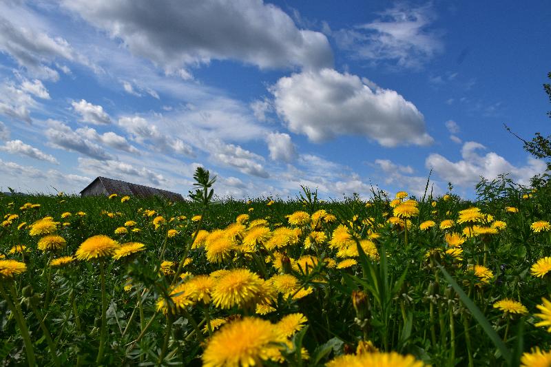 Un champ de fleurs sauvages