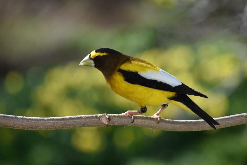 Un gros bec errant au jardin