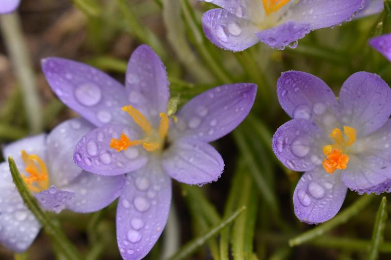 Les premiers crocus au jardin