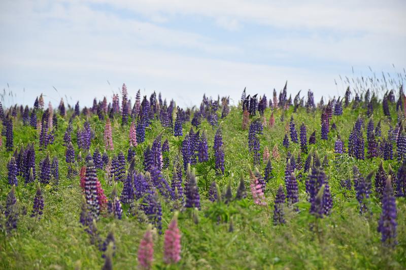 Un champ de fleurs de lupin