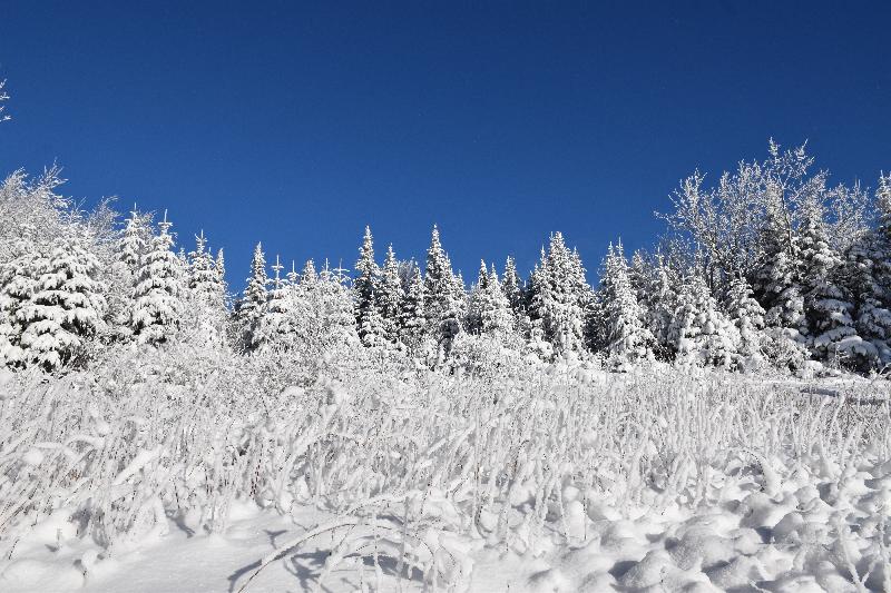 Une forêt enneigée après la tempête