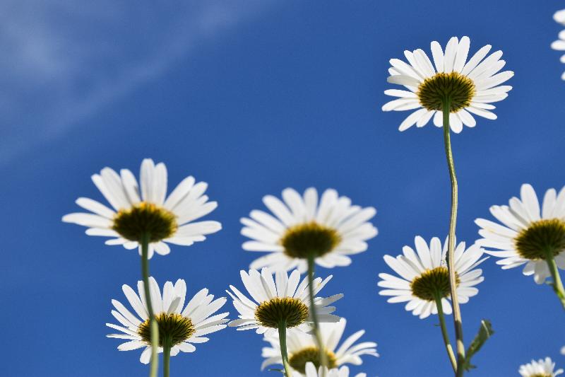 Des marguerites sous un ciel bleu