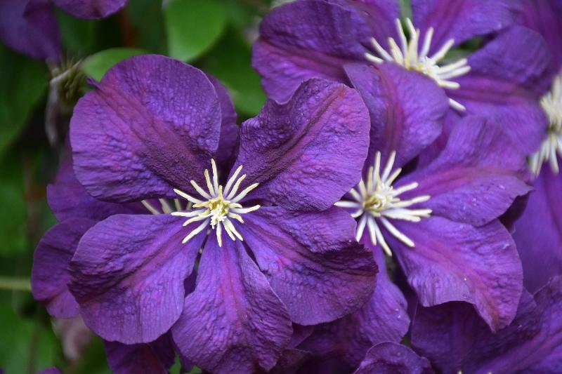 Des fleurs clématite au jardin