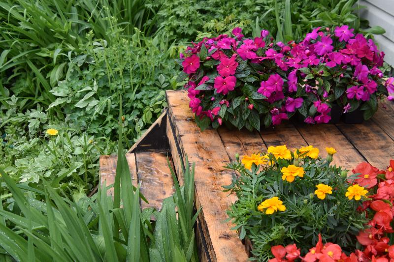 Des fleurs au jardin