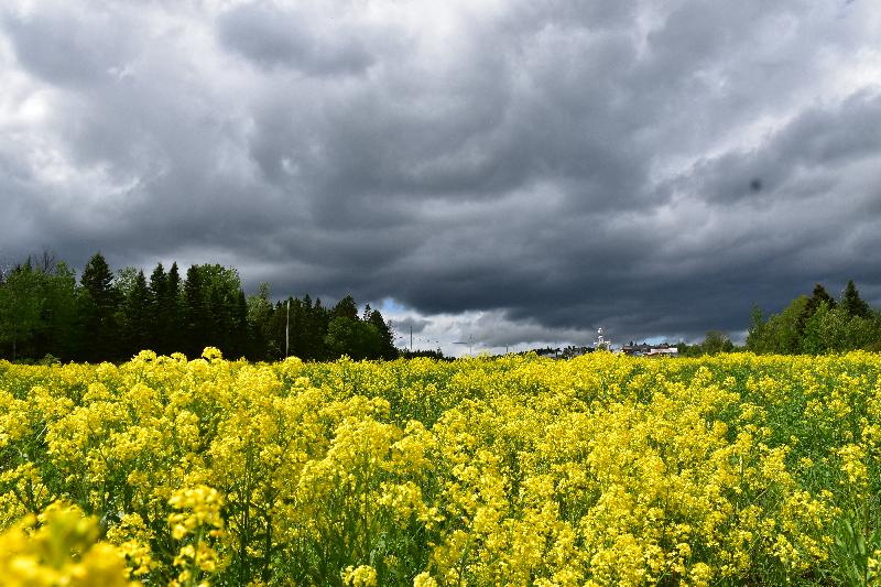 Un champ en fleur sous un ciel orageux