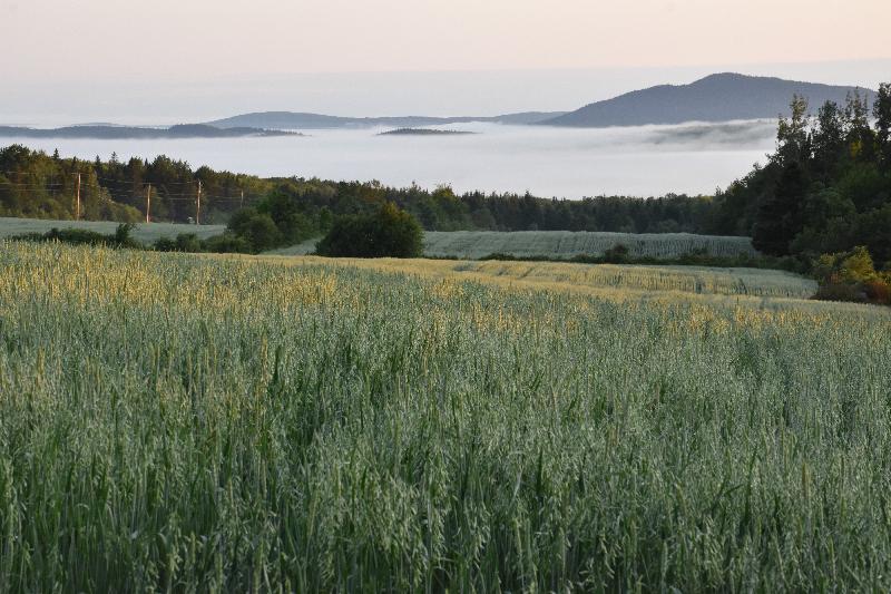 Un brouillard un matin d'été