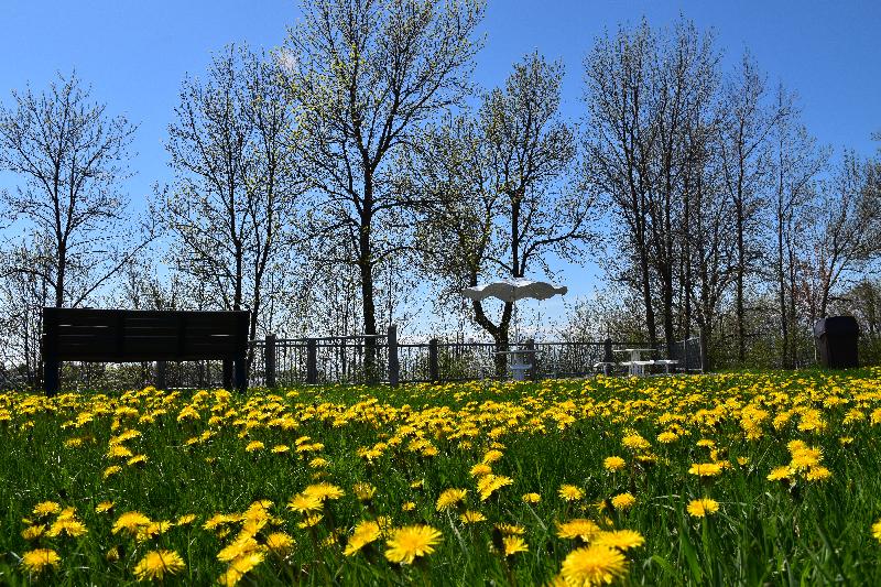 Des fleurs au parc au printemps