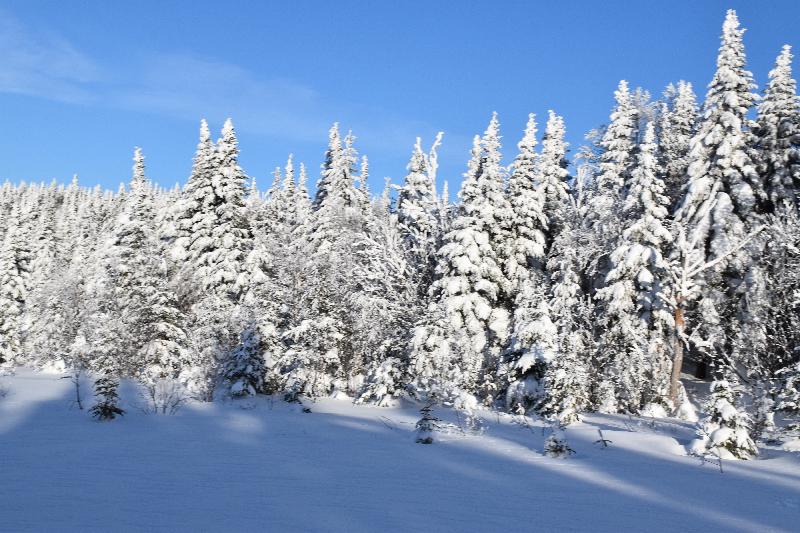 Une forêt givrée après la tempête