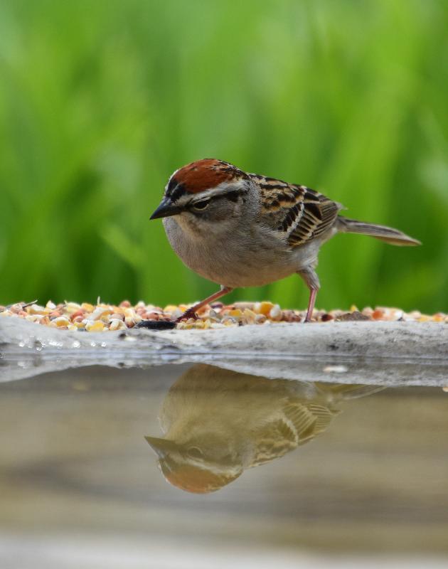 Un oiseau au jardin en été