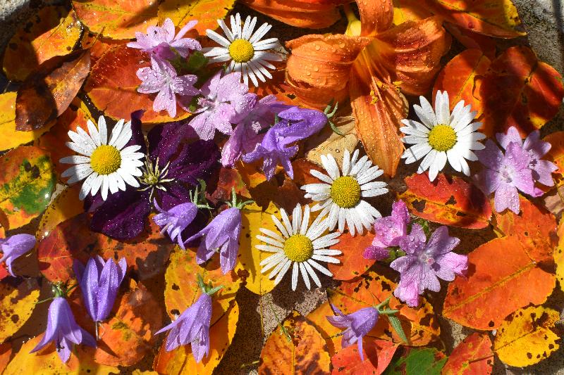 Un bouquet de fleurs au jardin